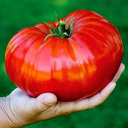 KIRA SEEDS Seeds Red Giant Beefsteak Tomato - Heirloom Vegetable - GMO Free