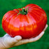 KIRA SEEDS Seeds Red Giant Beefsteak Tomato - Heirloom Vegetable - GMO Free