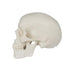 Mini Human Skull Model, 3 Parts Palm-Sized Anatomy Skull with Removable Cap & Full Set Teeth, Fun Halloween Decor
