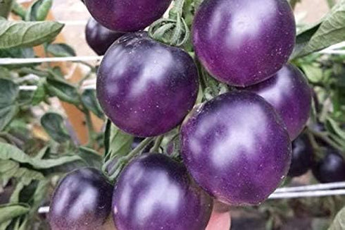 Fertile Ukraine Seeds Seeds Rare Tomato Indigo Rose American Blue Medium Vegetable for Planting Heirloom Non GMO