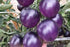 Fertile Ukraine Seeds Seeds Rare Tomato Indigo Rose American Blue Medium Vegetable for Planting Heirloom Non GMO