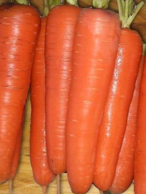 Seed Kingdom Carrot Tendersweet Great Heirloom Vegetable Seeds by (1/4 Lb Seeds)