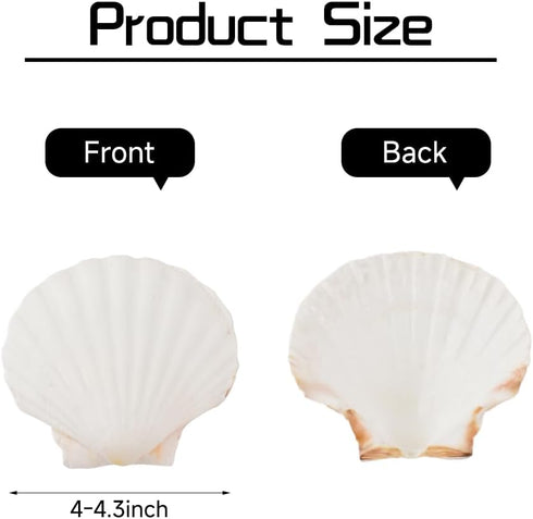 6PCS 4inch Scallop Shells: White Sea Shells for Crafting, DIY Painting, and Home Wedding Decoration