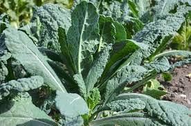 94% Gaea's Blessing Seeds - Lacinato Kale Seeds - Non-GMO Seeds with Easy to Follow Planting Instructions - Open