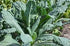 94% Gaea's Blessing Seeds - Lacinato Kale Seeds - Non-GMO Seeds with Easy to Follow Planting Instructions - Open