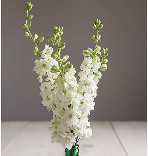 White Larkspur Rocket Flower Seeds for Planting, 250+ Seeds, Non-GMO Heirloom Seeds for Home Garden