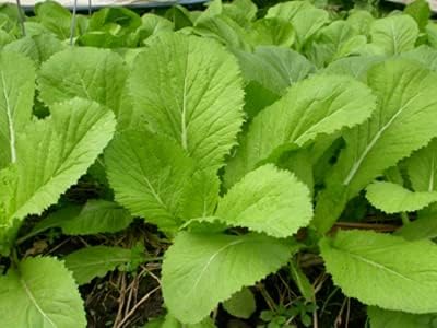 PL Organic Garden 1000 Seeds Mustard Green Vegetable/ Ci b xanh, Asian Vegetable Seeds, Vietnamese