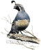 Watercolor Art Print of California Quail by Artist DJ Rogers