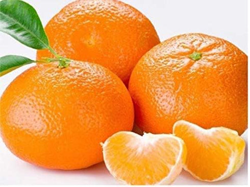 20 TANGERINE Mandrin Orange Citrus Reticulata Fruit Tree Seeds