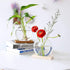 2-Pack, Kingbuy Round Glass Desktop Planter with Wooden Stand - Propagation Vase for Hydroponic Plants, Spider Plants