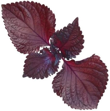 HipGirl 2026 Early Bird-200 Perilla Seeds for Planting/Shiso Seeds for Planting.Heirloom Non GMO