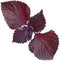 HipGirl 2026 Early Bird-200 Perilla Seeds for Planting/Shiso Seeds for Planting.Heirloom Non GMO