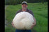 CEMEHA SEEDS Giant Puffball Mushrooms Non GMO for Planting Mycelium Spawn Spores