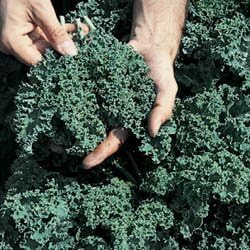 Seed Kingdom Kale Vates Blue Curled Great Heirloom Vegetable Bulk 30,000 Seeds By
