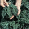 Seed Kingdom Kale Vates Blue Curled Great Heirloom Vegetable Seeds By 1/4 Lb Seeds