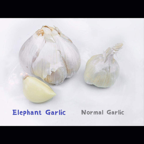 4 Bulbs pcs Kejora Fresh Elephant Garlic