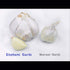4 Bulbs pcs Kejora Fresh Elephant Garlic