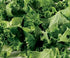 Dwarf Essex Rape Seed Tasting(1000 A Cross Between a Turnip and a Kale - Great - Seeds)