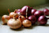 200 Multicolor Onion Seed Mx for Planting About Seeds