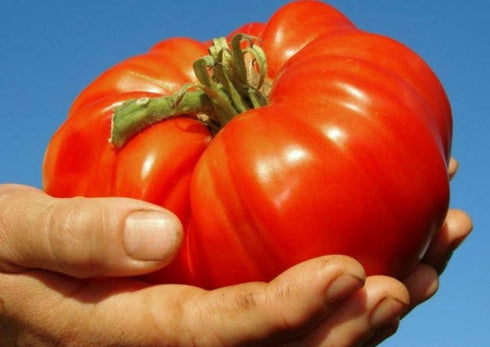 SeedsUA 40 Beefsteak Giant Tomato Russian Hercules Seeds Heirloom Vegetable for Planting Non GMO Seeds