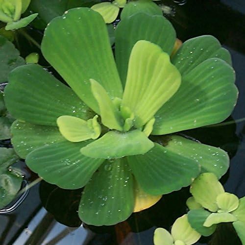 AquaLeaf Aquatics Water Lettuce - Floating Live Pond Plant