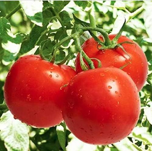 Bonny Best Tomato Seeds for Planting Heirloom, Large & Juicy One of