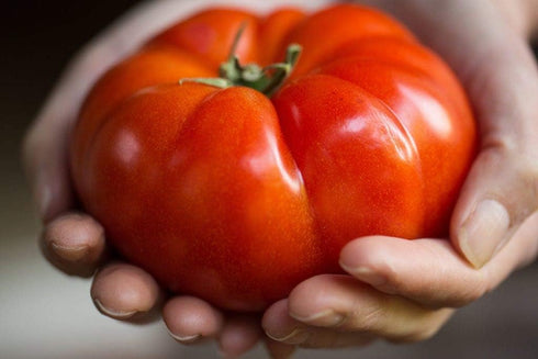 CEMEHA SEEDS Seeds Red Giant Beefsteak Tomato Indeterminate Non GMO Vegetable for Planting