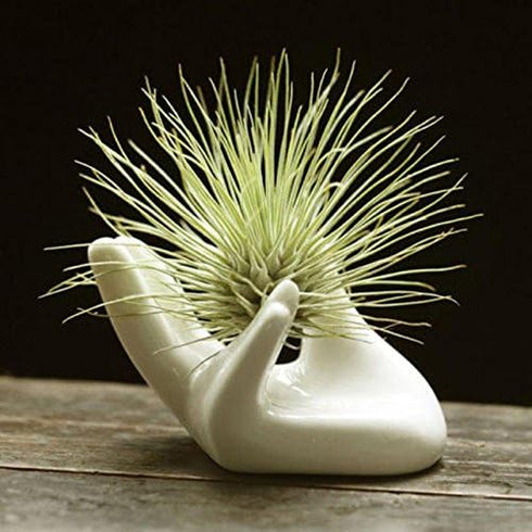 Eshylala 3 Pack Air Plants Holders Ceramic Mini Hand Shape Stand Tillandsia Holder Small Container Pot Hand Shape Small