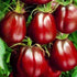 SeedsUA Seeds Tomato Black Truffle Vegetable Garden Heirloom for Planting Non GMO