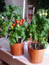 SeedsUA Seeds Indoor Tomato Dwarf in Pot Red Early Heirloom Vegetable for Planting Non GMO
