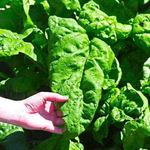 100 Seeds Giant Spinach Herb Garden Seeds for Planting About Seeds Non-GMO Annual Plant