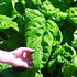 100 Seeds Giant Spinach Herb Garden Seeds for Planting About Seeds Non-GMO Annual Plant