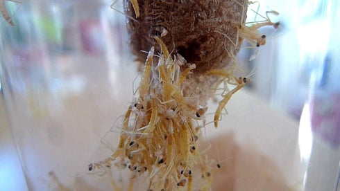 TruBlu Supply 1 32oz Fresh Large Chinese Ootheca Praying Mantis Egg Plus + Crystal Clear Incubator Cup Hatching Habitat