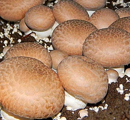 Portobello Mushroom Liquid Cultures by Root Mushroom Farm
