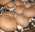 Portobello Mushroom Liquid Cultures by Root Mushroom Farm