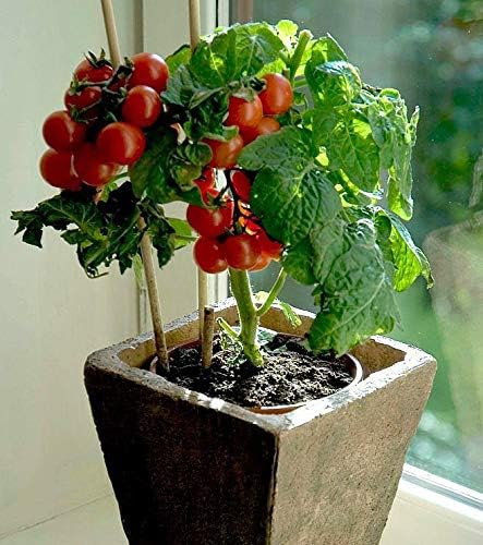 20 Dwarf Bush Cherry Tomatoes Seeds for Planting About Seeds Indoor Tomato