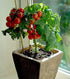 20 Dwarf Bush Cherry Tomatoes Seeds for Planting About Seeds Indoor Tomato