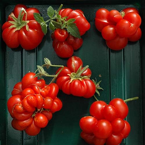 Reisetomate 20 Tomato Travel Voyage Seeds for Planting About Seeds