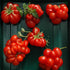 Reisetomate 20 Tomato Travel Voyage Seeds for Planting About Seeds