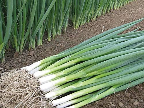 250+ Seeds Bunching Green Onions Scallions Seeds for Planting Perennial Vegetable Garden Spring Onions Non-GMO