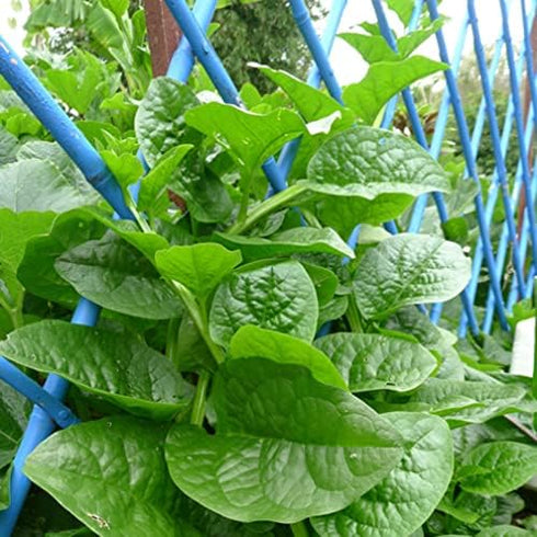 200+ Pack Ceylon Spinach Seeds - Malabar Spinach Rau Mong TOI Green Stem