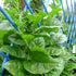 200+ Pack Ceylon Spinach Seeds - Malabar Spinach Rau Mong TOI Green Stem