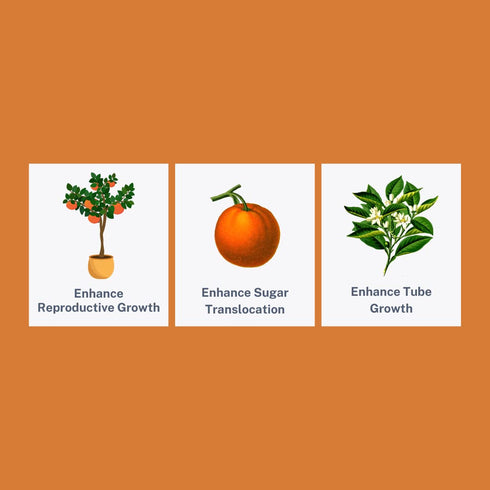 (16 oz.) Liquid Citrus Essentials | fl. | Increase Yield and Health of Citrus Trees | Liquid Fertilizer for Citrus