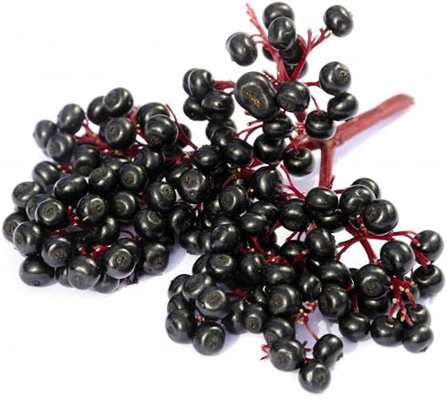 90% Gaea's Blessing Seeds - Elderberry Seeds - American Black Elderberry Heirloom - Non-GMO Seeds with Easy to Follow