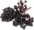 90% Gaea's Blessing Seeds - Elderberry Seeds - American Black Elderberry Heirloom - Non-GMO Seeds with Easy to Follow