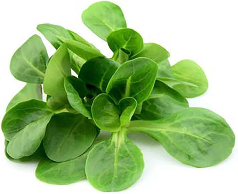 300 Mache Lettuce - Delicious Verte de Cambrai - Seeds of Small Leaf Variety and Best for Overwintering in The Cold