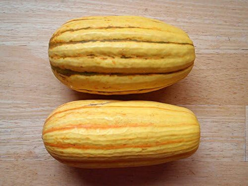 Seedville 50 Delicata Squash Striped Sweet Potato Cucurbita Pepo Vegetable Seeds