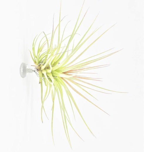 10 Pack Set Vertical Air Plant Holder (Suction Cup, Stainless Steel Tillandsia Air Plant Planter) A Unique of Air Plant