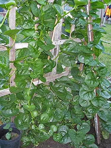 Unknown (50 Pack) Malabar Spinach Green Stem Variety - Seed Leafy Green Spinach - Non-GMO - Open Pollinated Seeds