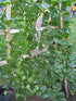 Unknown (50 Pack) Malabar Spinach Green Stem Variety - Seed Leafy Green Spinach - Non-GMO - Open Pollinated Seeds